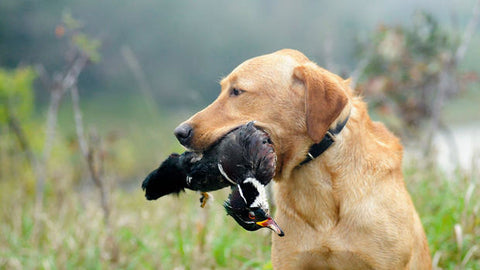 Hunting Dog With Wood Duck