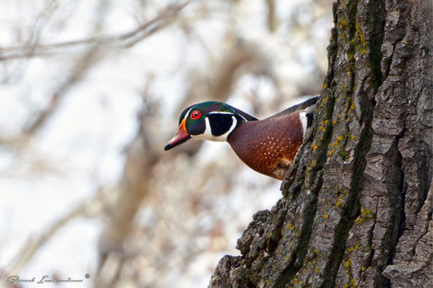 Scouting For Wood Ducks