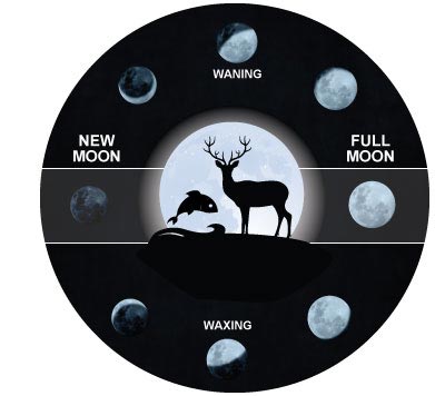 Deer Hunting and Moon Phases