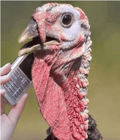 Turkey Calling Excessively