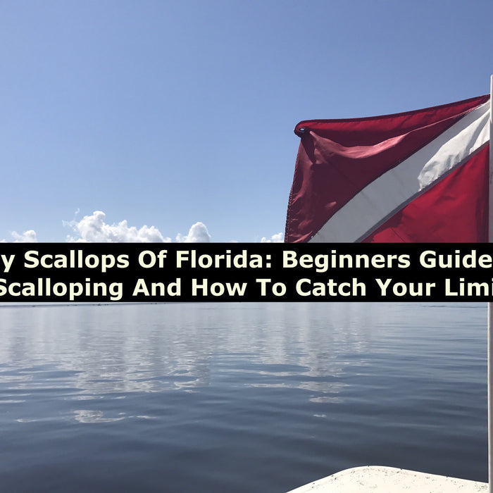 Scallop Season And How To Catch Scallops For Beginners
