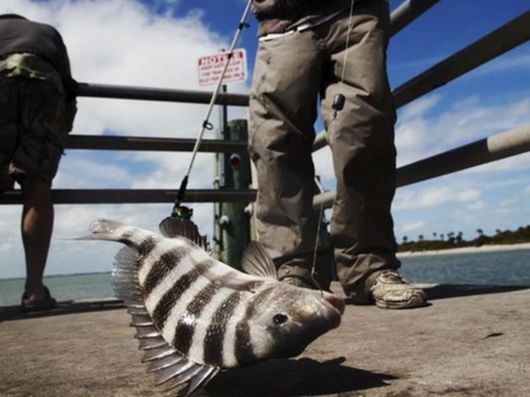 Catching Sheepshead On The Pier