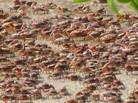 Colony of Fiddler Crabs