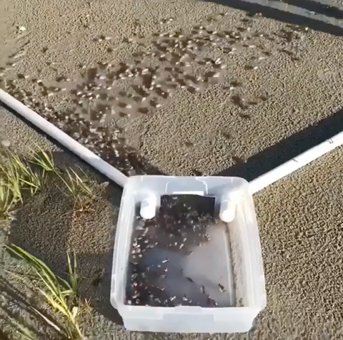 How to catch fiddler crabs - Roundup