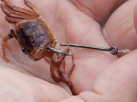 Hook Placement for a fiddler crab
