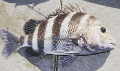 Knowing The Regulations For Sheepshead Helps With Conservation