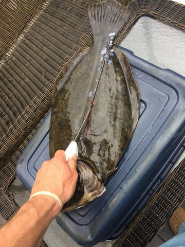 Cut Flounder down lateral line