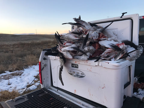 Meat Cooler: Snow Goose