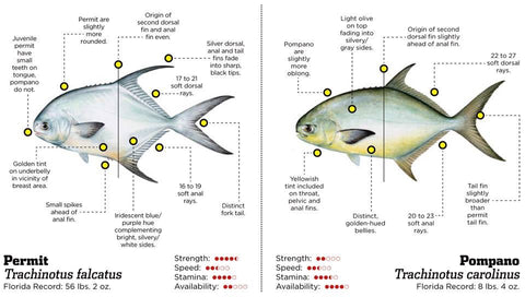 Permit Fish Vs Pompano Fish: The differences
