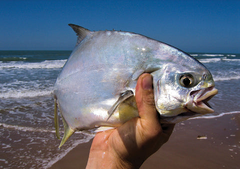 Pompano Fish | Florida Pompano