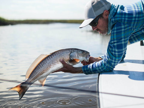 Release of a Redfish While Red Drum Fishing