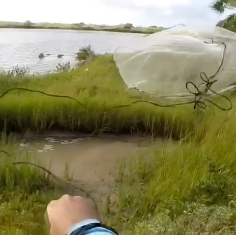 Throwing Cast Net For Fiddler Crabs