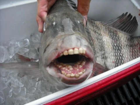 What does a sheepshead fish look like?