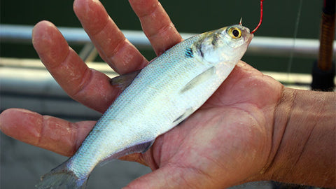 Shad for bass fishing