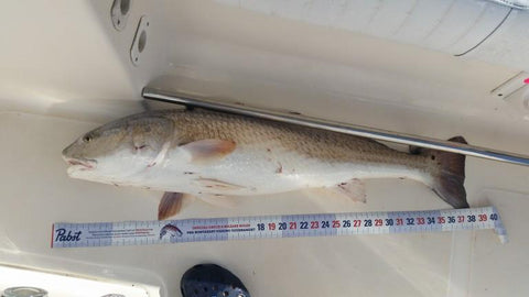 Connecticut Redfish State Record