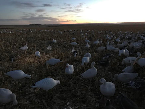 Snow Goose Decoys In Cut Corn Field